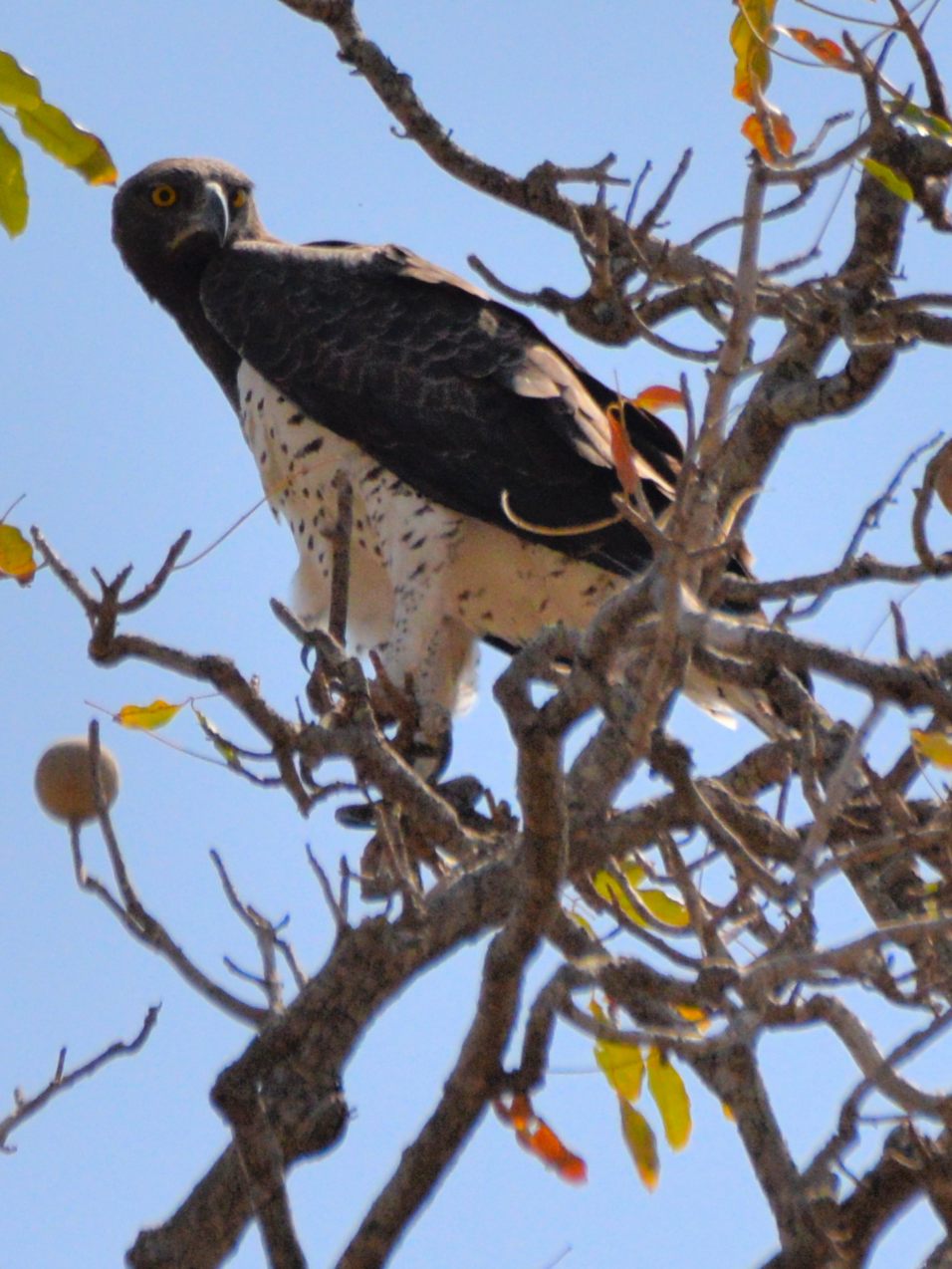 Aigle martial (Martial eagle, Polemaetus bellicosus), adulte dans la forêt de Fathala, Région de Fatick, Sénégal.